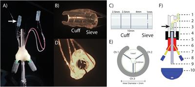 Improving the Selectivity of an Osseointegrated Neural Interface: Proof of Concept For Housing Sieve Electrode Arrays in the Medullary Canal of Long Bones